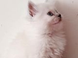British Longhair Chocolate Point Yavrularımız