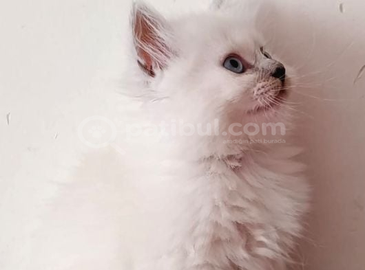 British Longhair Chocolate Point Yavrularımız görsel
