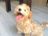 Yavru Dişi Maltipoo İzmir