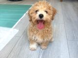 Yavru Dişi Maltipoo İzmir