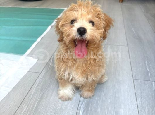 Yavru Dişi Maltipoo İzmir görsel