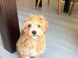Yavru Dişi Maltipoo İzmir