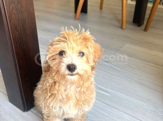 Yavru Dişi Maltipoo İzmir görsel