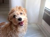 Yavru Dişi Maltipoo İzmir