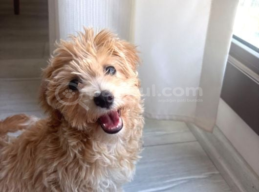 Yavru Dişi Maltipoo İzmir görsel