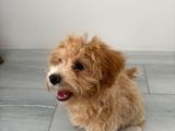 Yavru Dişi Maltipoo İzmir