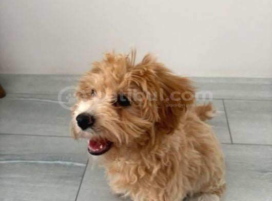 Yavru Dişi Maltipoo İzmir görsel