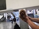 Kore Poodle Miniğim