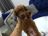 Kore Poodle Miniğim