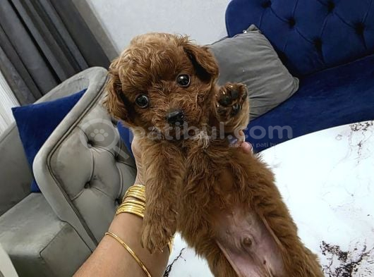 Kore Poodle Miniğim görsel