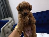 Kore Poodle Miniğim
