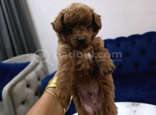 Kore Poodle Miniğim görsel