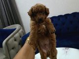 Kore poodle miniğim