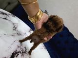 Kore Poodle Miniğim
