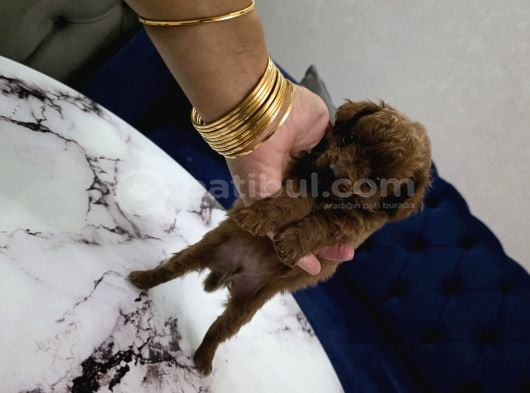 Kore Poodle Miniğim görsel