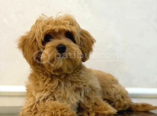Toy Poodle Sevi̇mli̇ Yavrular Ev Üreti̇mi̇ görsel