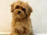 Toy Poodle Sevi̇mli̇ Yavrular Ev Üreti̇mi̇