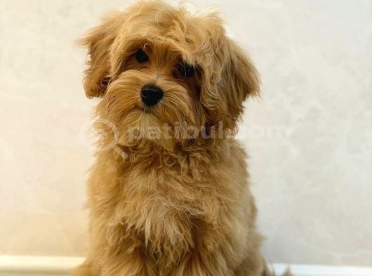 Toy Poodle Sevi̇mli̇ Yavrular Ev Üreti̇mi̇
