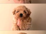 Malti̇poo Ci̇nsi̇ Yavrular Ev Üreti̇mi̇