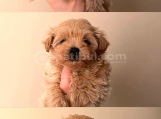 Malti̇poo Ci̇nsi̇ Yavrular Ev Üreti̇mi̇ görsel