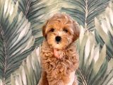 Malti̇poo Ci̇nsi̇ Yavrular Ev Üreti̇mi̇