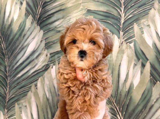Malti̇poo Ci̇nsi̇ Yavrular Ev Üreti̇mi̇ görsel