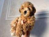 Malti̇poo Ci̇nsi̇ Yavrular Ev Üreti̇mi̇