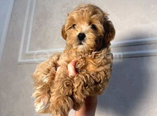Malti̇poo Ci̇nsi̇ Yavrular Ev Üreti̇mi̇ görsel