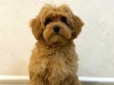 Toy Poodle Sevi̇mli̇ Yavrular Ev Üreti̇mi̇