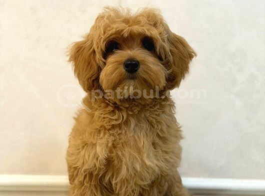 Toy Poodle Sevi̇mli̇ Yavrular Ev Üreti̇mi̇ görsel