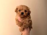 Malti̇poo Ci̇nsi̇ Yavrular Ev Üreti̇mi̇