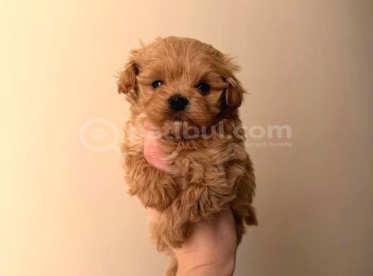 Malti̇poo Ci̇nsi̇ Yavrular Ev Üreti̇mi̇ görsel