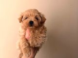 Malti̇poo Ci̇nsi̇ Yavrular Ev Üreti̇mi̇