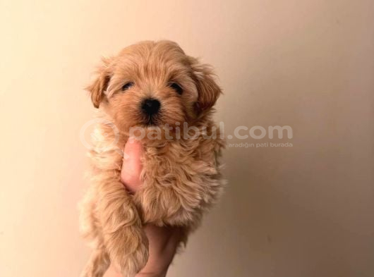 Malti̇poo Ci̇nsi̇ Yavrular Ev Üreti̇mi̇