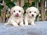 Maltese Terri̇er Ci̇nsi̇ Yavrular