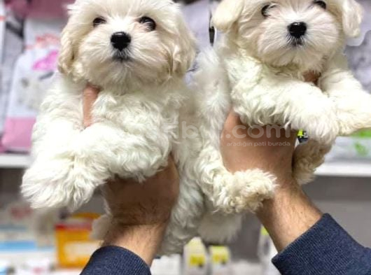 Maltese Terri̇er Ci̇nsi̇ Yavrular görsel