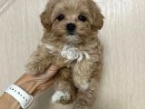 Malti̇poo Ci̇nsi̇ Yavrular Ev Üreti̇mi̇