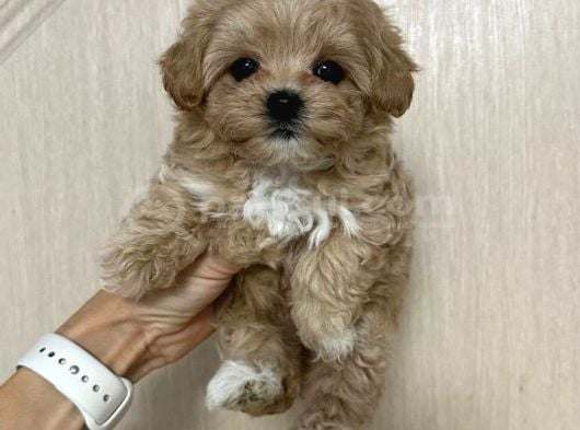Malti̇poo Ci̇nsi̇ Yavrular Ev Üreti̇mi̇