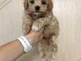 Malti̇poo Ci̇nsi̇ Yavrular Ev Üreti̇mi̇