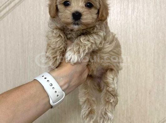 Malti̇poo Ci̇nsi̇ Yavrular Ev Üreti̇mi̇ görsel