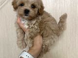 Malti̇poo Ci̇nsi̇ Yavrular Ev Üreti̇mi̇
