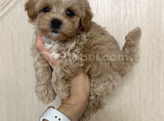 Malti̇poo Ci̇nsi̇ Yavrular Ev Üreti̇mi̇ görsel