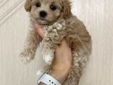 Malti̇poo Ci̇nsi̇ Yavrular Ev Üreti̇mi̇