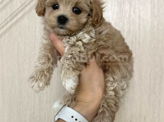 Malti̇poo Ci̇nsi̇ Yavrular Ev Üreti̇mi̇ görsel