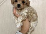 Malti̇poo Ci̇nsi̇ Yavrular Ev Üreti̇mi̇