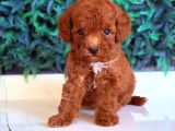 Red Toy Poodle Sevi̇mli̇ Yavrular