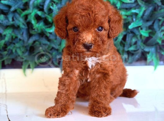 Red Toy Poodle Sevi̇mli̇ Yavrular görsel