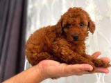 Red Toy Poodle Sevi̇mli̇ Yavrular