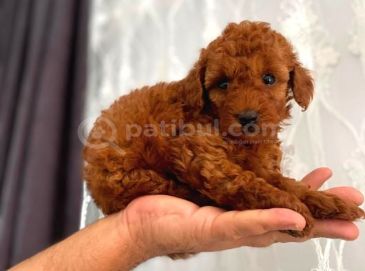 RED TOY POODLE SEVİMLİ YAVRULAR