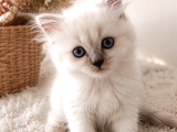 British Longhair Chocolate Point Yavrularımız
